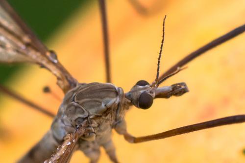Tipula paludosa
